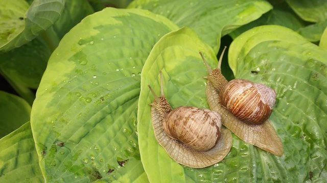 two big snails on a green hosta leafs