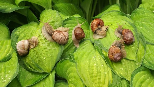 Six garden snail moving slowly across a dewy hosta leaf in the Spring