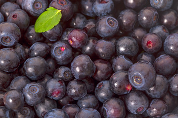 Background of forest blueberries