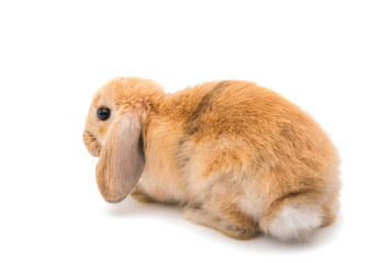 Rabbit Ram breed, red color