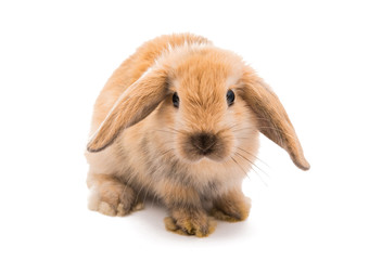 Rabbit Ram breed, red color © ksena32