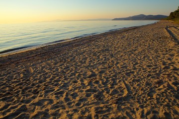 spiaggia naturale con pineta