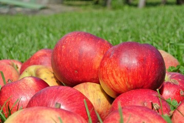 Closeup of a pile of ripe red apples on the grass in an orchard, on a sunny day. Concept of organic farming; fresh, natural, healthy, unprocessed produce.