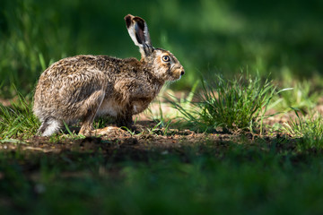 Brown hare (Lepus europaeus)
