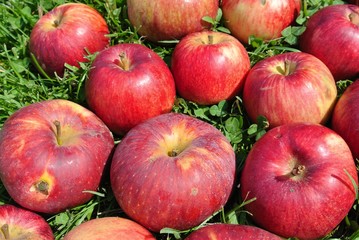Closeup of a pile of ripe red apples on the grass in an orchard, on a sunny day. Concept of organic farming; fresh, natural, healthy, unprocessed produce.