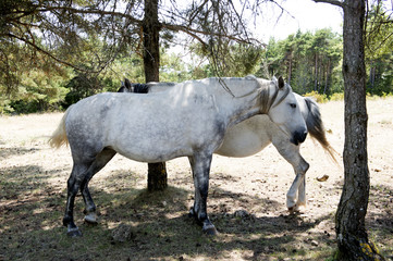 goges du tarn, chevaux