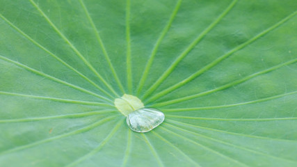 Drops of Water on Lotus Leaf.