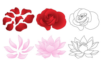 Vector rose and lotus. Flowers and petals