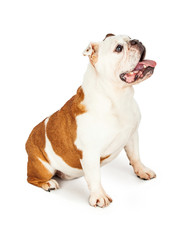 Full Body Profile of English Bulldog Sitting