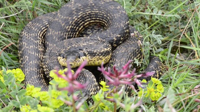 aesculapian snake reptile