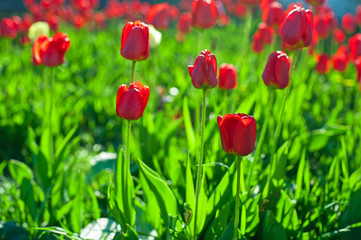 Obraz premium tulips 