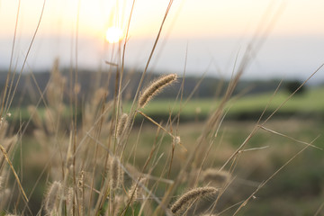 Obraz premium Sunset in grass flower field