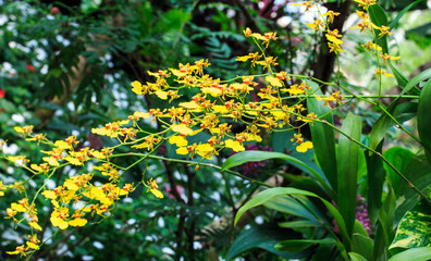 Oncidium Orchid Flowers.