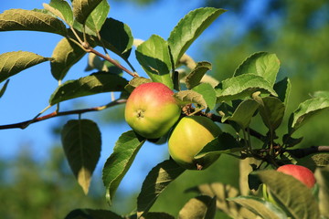 Apples on a branch in the garden