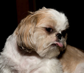 Shih Tzu dog sticking his tongue out at the camera.