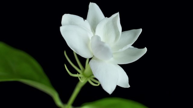 Time lapse of white Jasmine flower blooming on black background