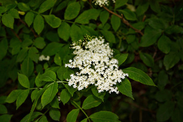 Elderflower