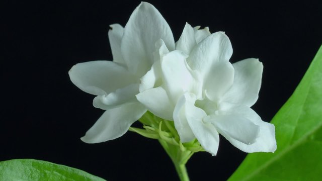 Time lapse of white Jasmine flower blooming on black background