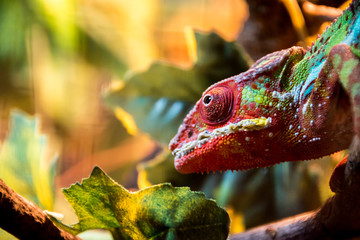 chameleon