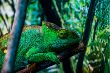 chameleon
