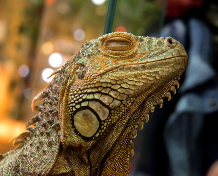 iguana