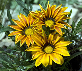 Gazania;  Gazanien, Hybride;  Splendens;