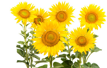Naklejka premium Sunflower isolated