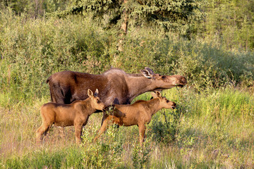 Obraz premium Mother moose with two babies