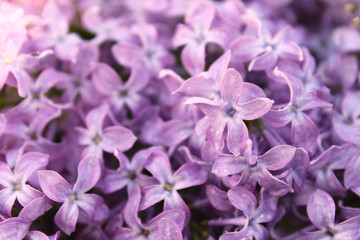 background of lilac flowers