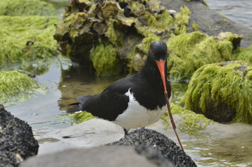 Кулик на кормежке