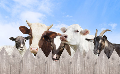 animals group