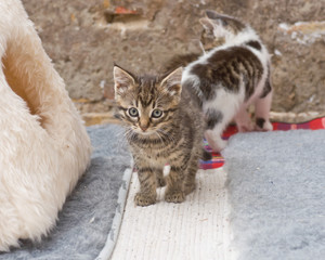 junge katzen