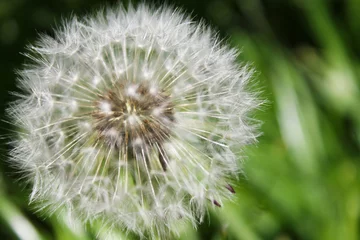 Foto auf Glas fluffy dandelion close-up © artverau