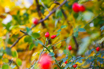 Briar berries