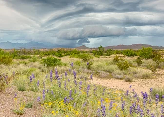 Foto op Plexiglas Chisos Mountains,  bluebells, paper flowers, Big Bend National Park, TX © Steve Lagreca