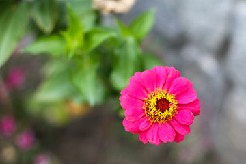 Pink flower