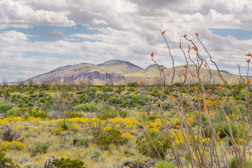 Ocotillo and Paper Flowers, Chisos Mountain Range, Big Bend National Park, TX