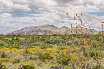 Fotobehang Ocotillo and Paper Flowers, Chisos Mountain Range, Big Bend National Park, TX © Steve Lagreca