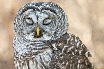 Barred Owl with Closed Eyes - Feathers Covering Eyelids