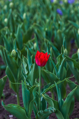 Striking red blooming tulip among lots of green tulips