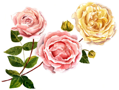 A vintage style watercolour drawing of pink and yellow roses