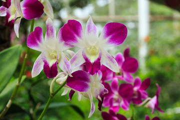 Close up of Beautiful Pink Orchid.