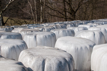 Stacked bales of harvested hay wrapped with plastic film on an early morning at the beginning of the summer season.