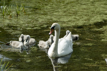 Parent swan with offspring