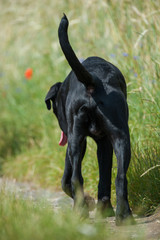 Hund von hinten