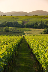 Vineyards in later afternoon light, Pfalz, Germany