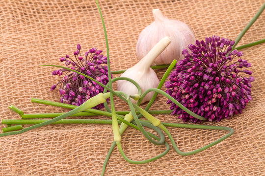 Three varieties of garlic