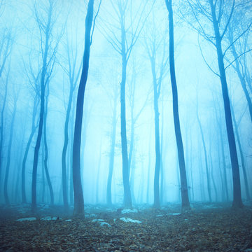 Fototapeta Magical blue color foggy woodland trees. Beautiful turquoise color in dreamy foggy forrest.