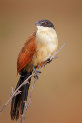 Burchell's coucal (Rainbird)