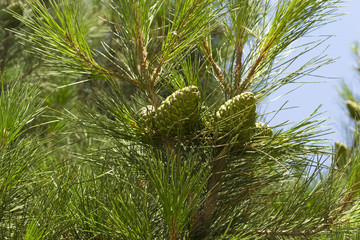 Young pine tree cones